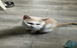 Mixed Breed cats for adoption: Pearl for adoption - Image 1