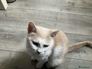 Mixed Breed cats - Advert 22