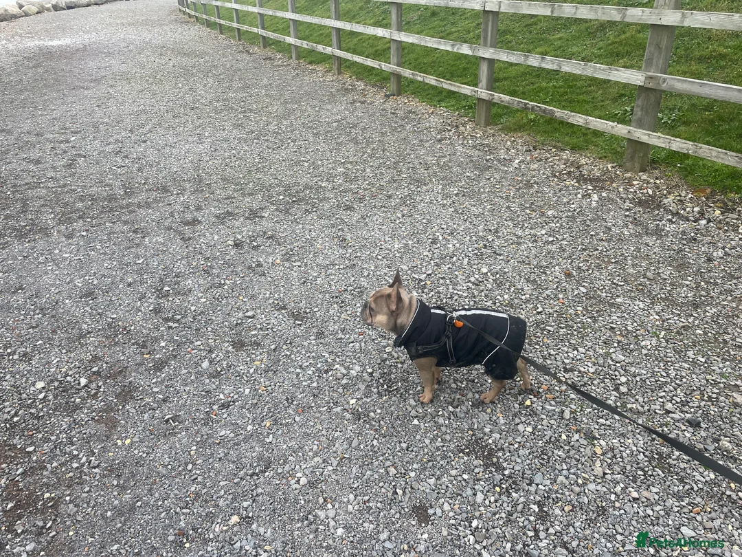 French Bulldog dogs for stud: Proven KC registered Frenchie for stud - Advert 4