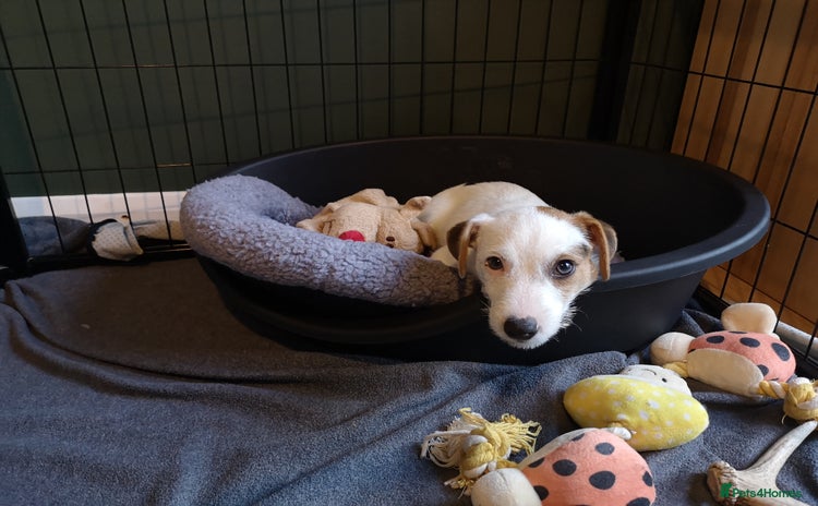 Jack Russell dogs - Advert 1