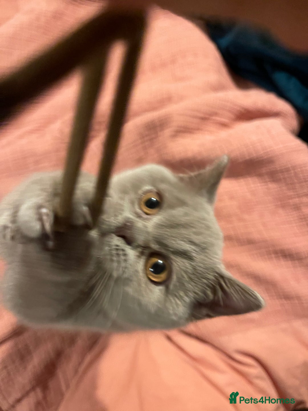 British Shorthair cats for sale: British Shorthair, Ready to be rehomed - Advert 22