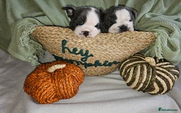 English Bulldog dogs for sale: Winnies babies - Image 14