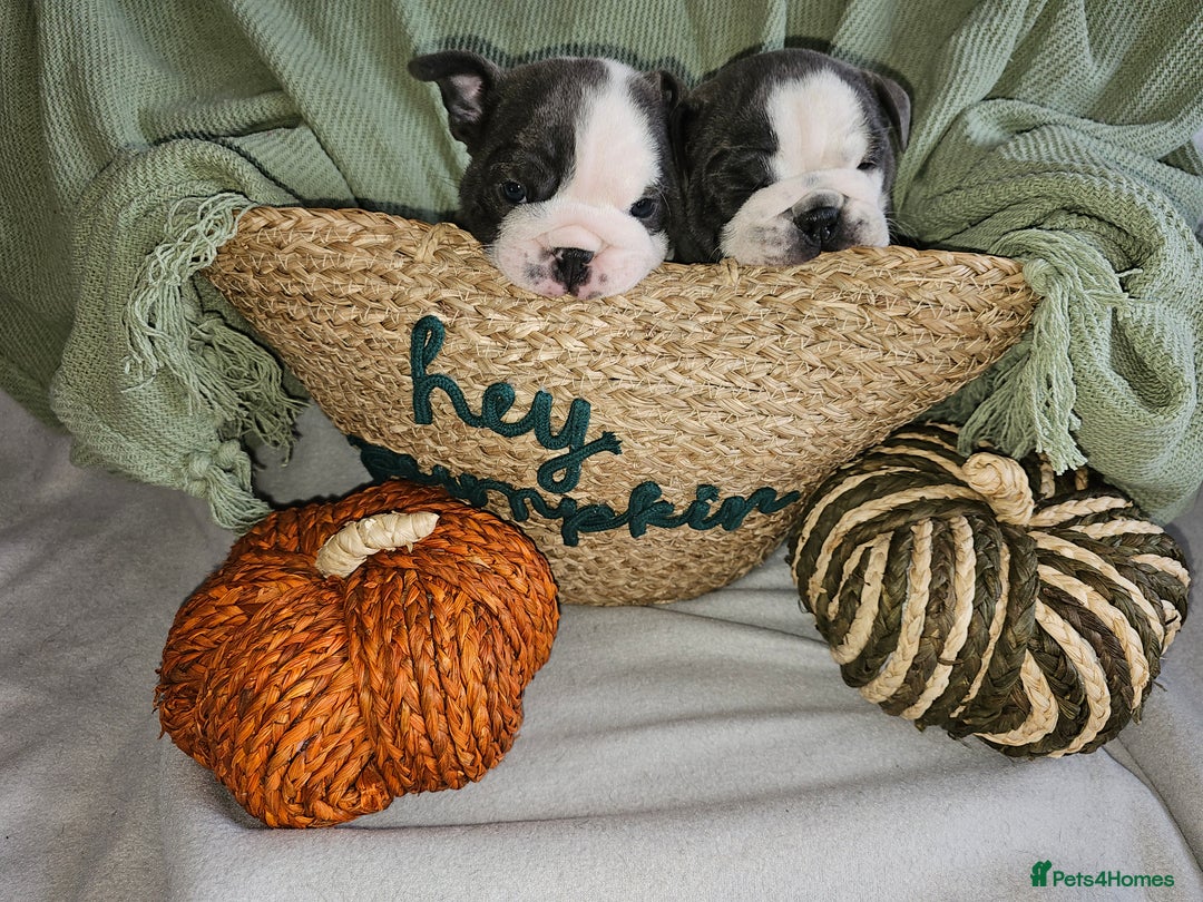 English Bulldog dogs for sale: Winnies babies - Image 14