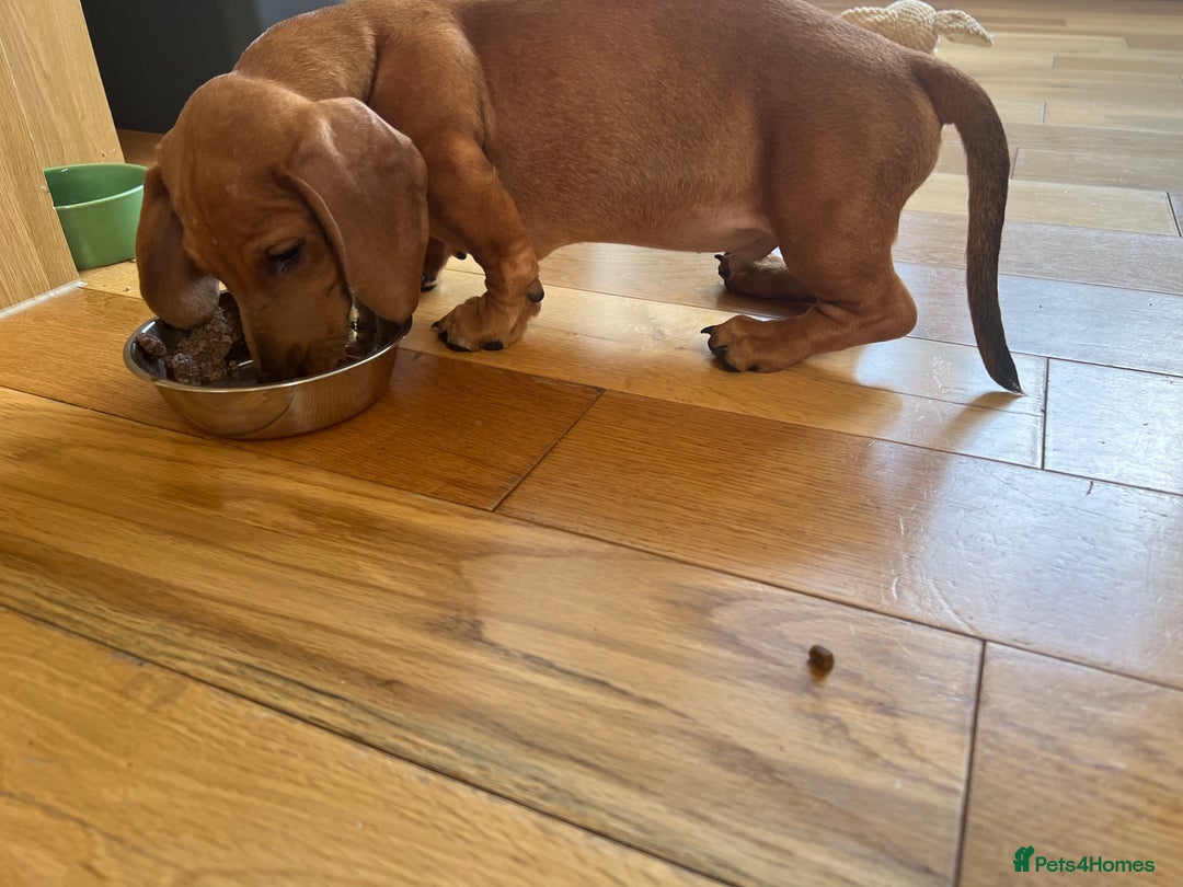 Dachshund dogs for sale: mini dachshund - Image 2