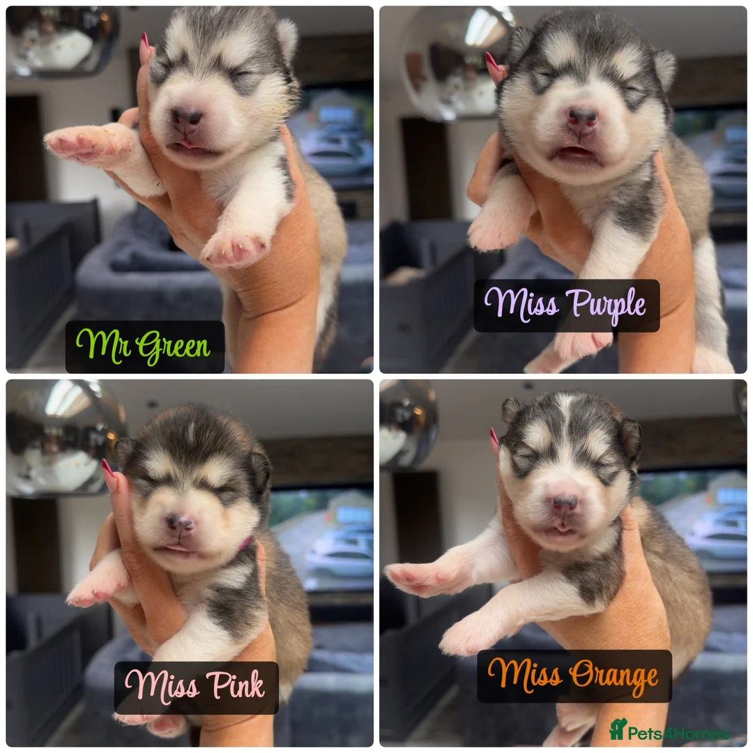 Alaskan Malamute dogs for sale: Outstanding Champion Lines KC Malamute Pups  - Advert 2