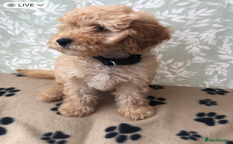 Cavapoo dogs - Advert 4