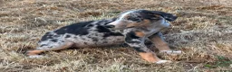 Lurcher dogs for sale: Stunning Lurchers  - Advert 11