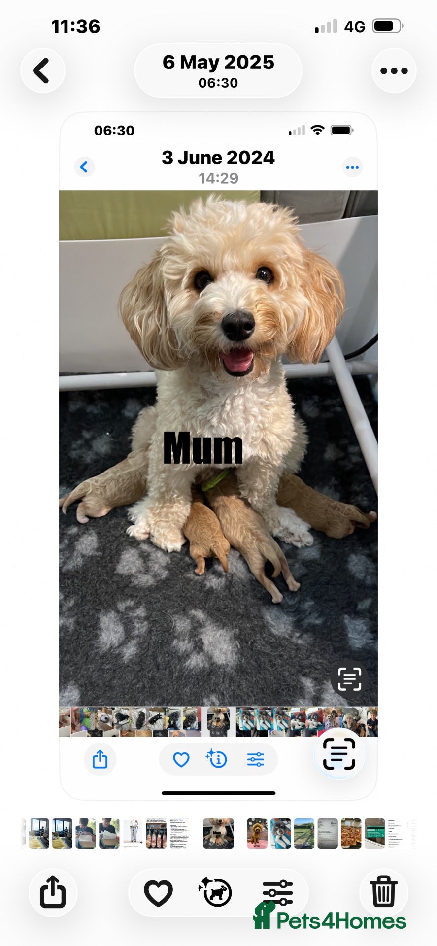 Maltipoo dogs Maltipoo’s  - Advert 1