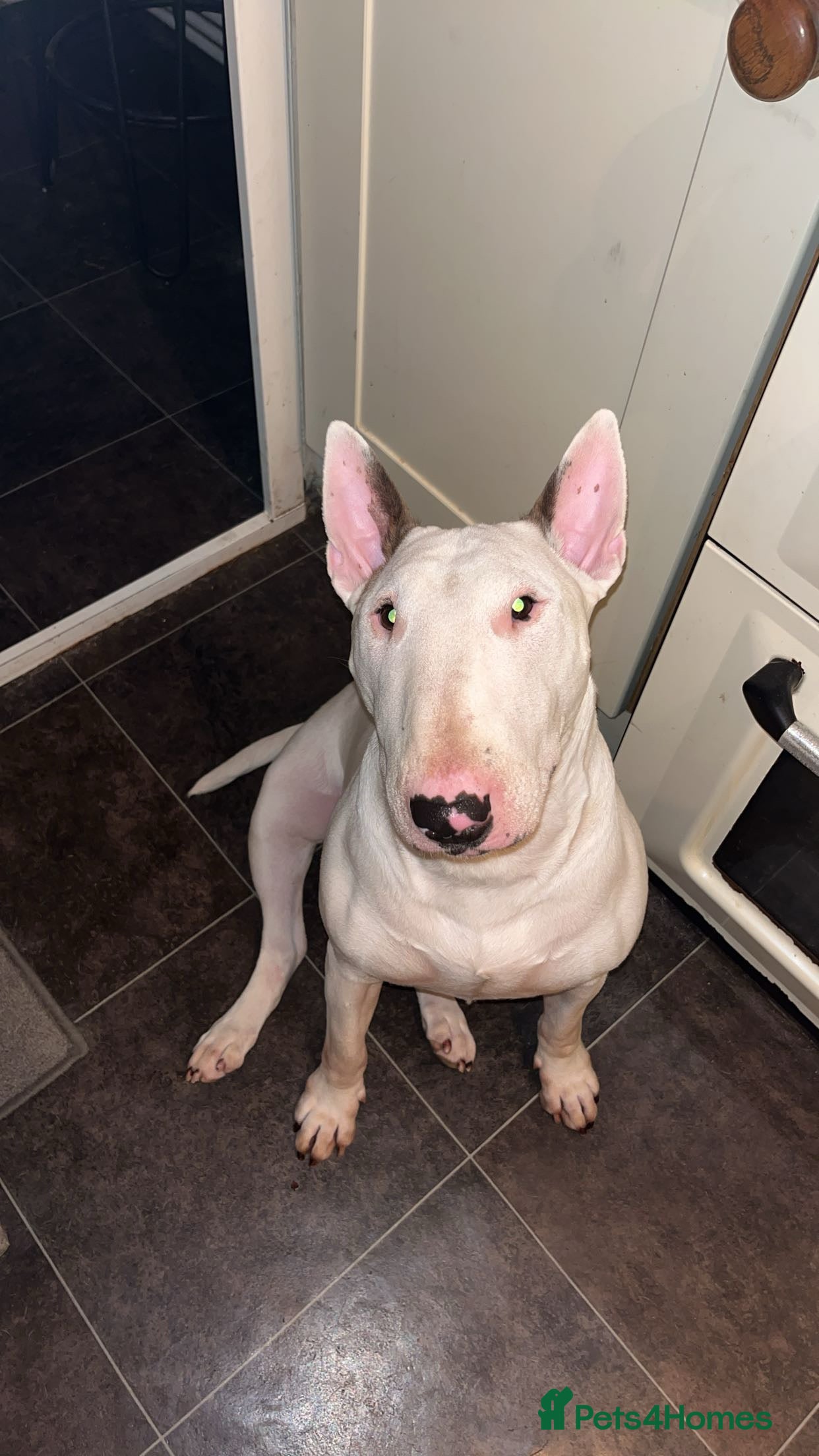 English Bull Terrier dogs Male bull terrier puppies - Advert 13