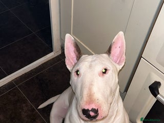 English Bull Terrier dogs Male bull terrier puppies - Advert 14