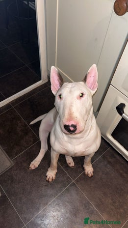 English Bull Terrier dogs Male bull terrier puppies - Advert 14