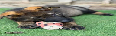 German Shepherd 5