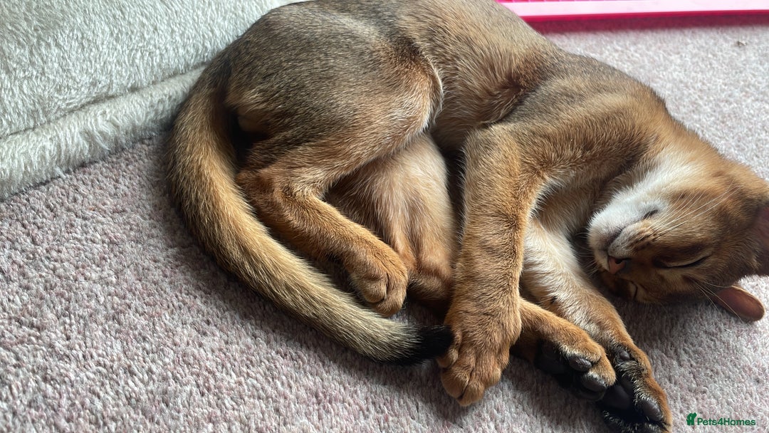 Abyssinian cats for sale: 💙 looking for a new home for Simba 🐾💙 - Image 1
