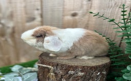 Mini Lop rabbits for sale: ⭐ VACCINATED ADULT PUREBRED MINI LOP RABBITS ⭐  - Advert 6