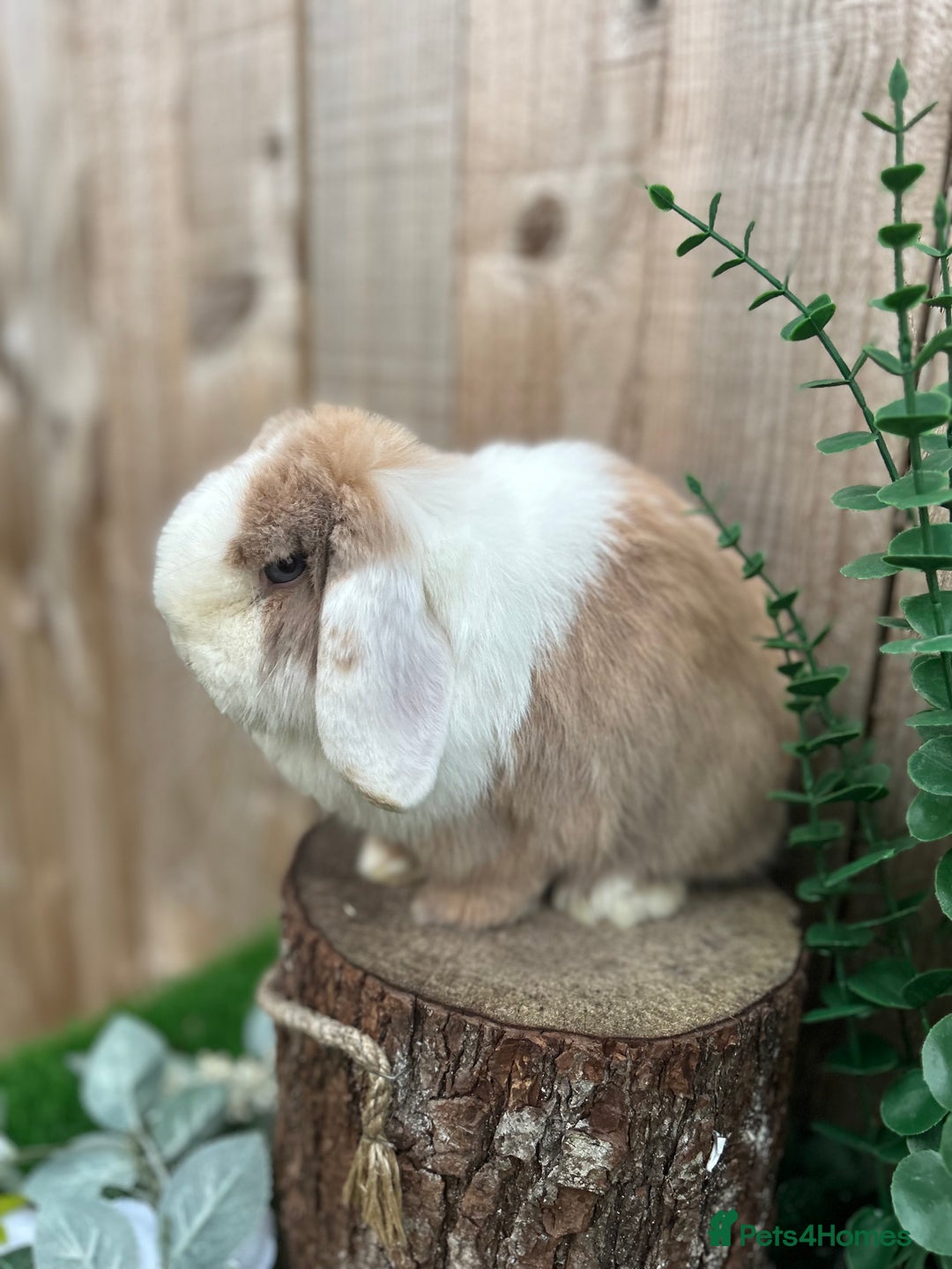 Mini Lop rabbits for sale: ⭐ VACCINATED ADULT PUREBRED MINI LOP RABBITS ⭐  - Advert 6