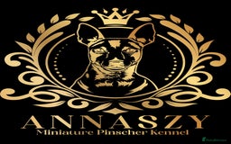 Miniature Pinscher dogs for sale: Pure 100% Miniature Pinscher-Licensed Breeder🐾❤️  - Image 22