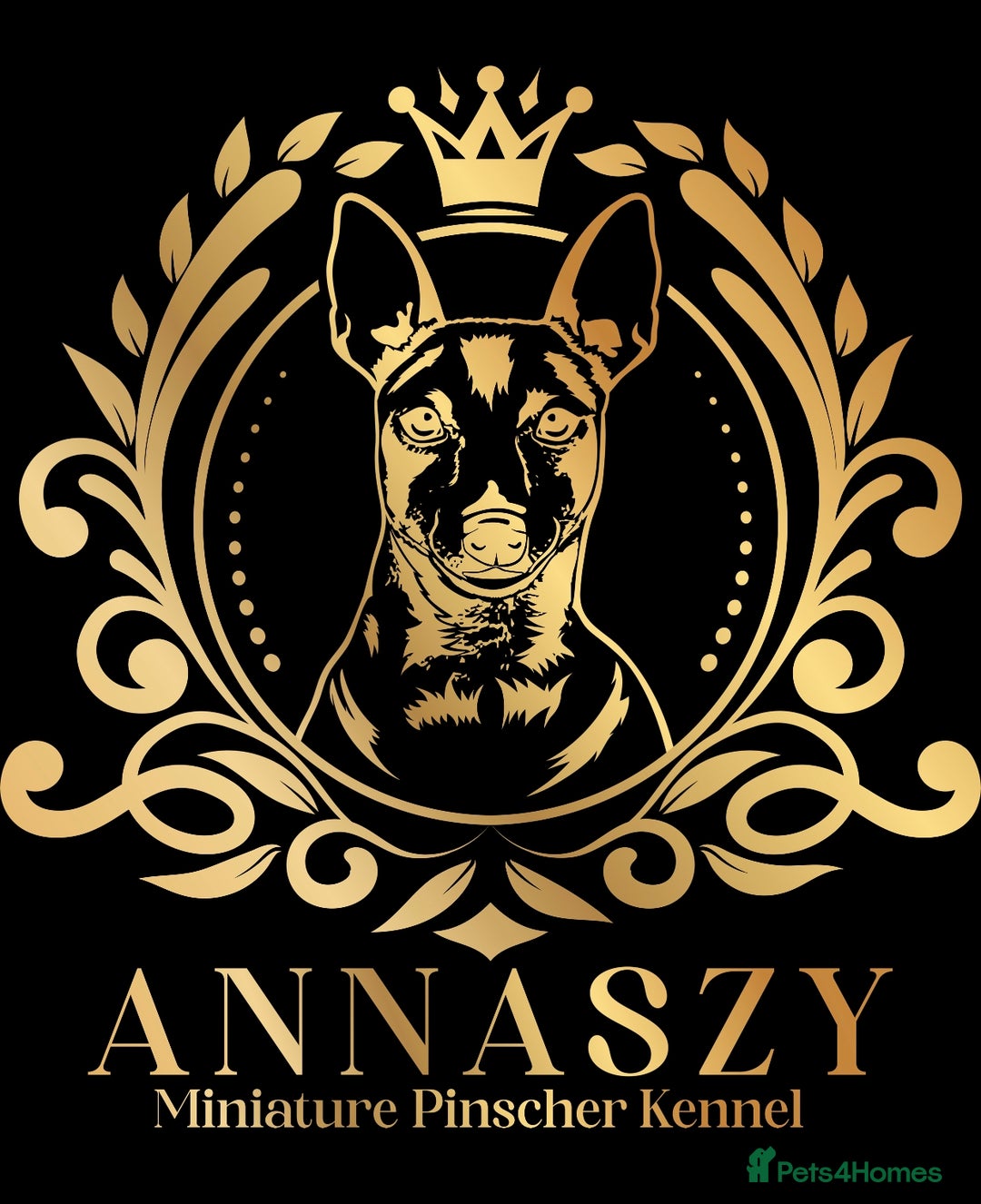 Miniature Pinscher dogs for sale: Pure 100% Miniature Pinscher-Licensed Breeder🐾❤️  - Image 22
