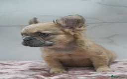 French Bulldog dogs for sale: Exceptional KC Fluffy French Bulldog Puppies - Image 7