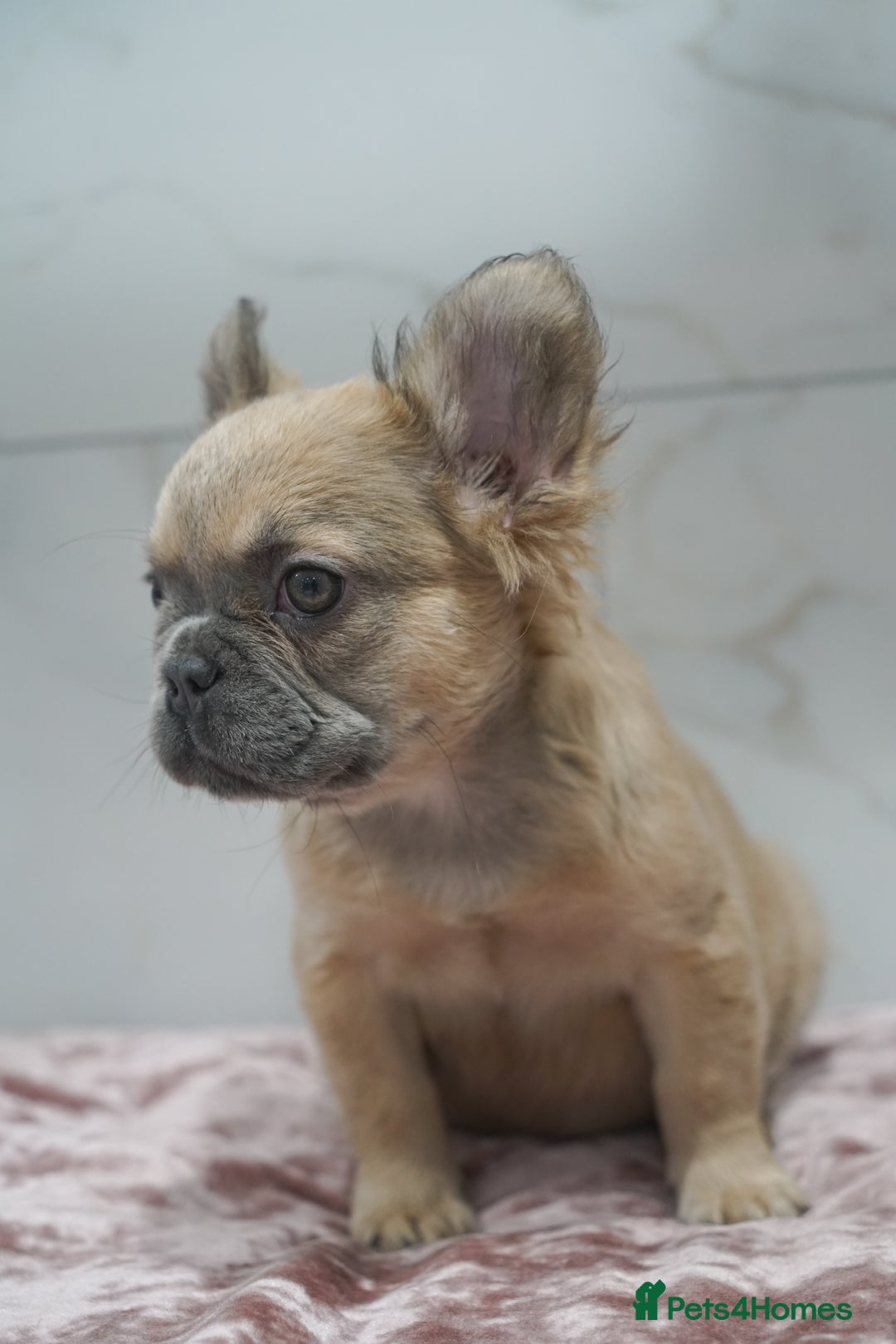 French Bulldog dogs for sale: Exceptional KC Fluffy French Bulldog Puppies - Image 7