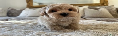 Maltipoo Puppy 2