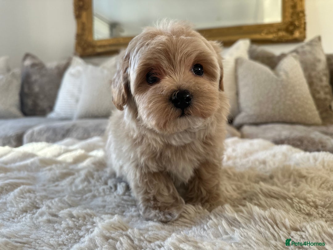 Maltipoo dogs for sale: 👑✨ F1 TOY MALTIPOO PUPS✨👑 - Advert 5