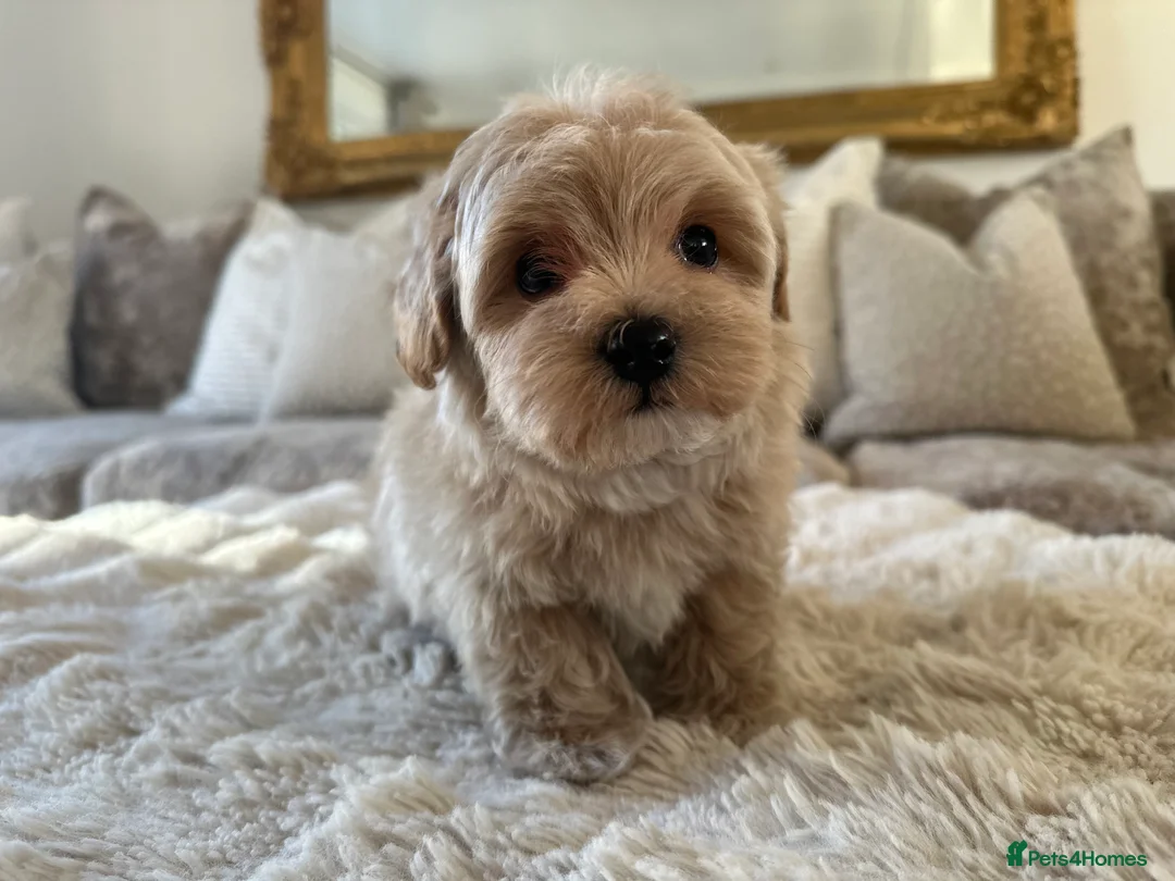 Maltipoo dogs for sale: 👑✨ F1 TOY MALTIPOO PUPS✨👑 - Advert 5