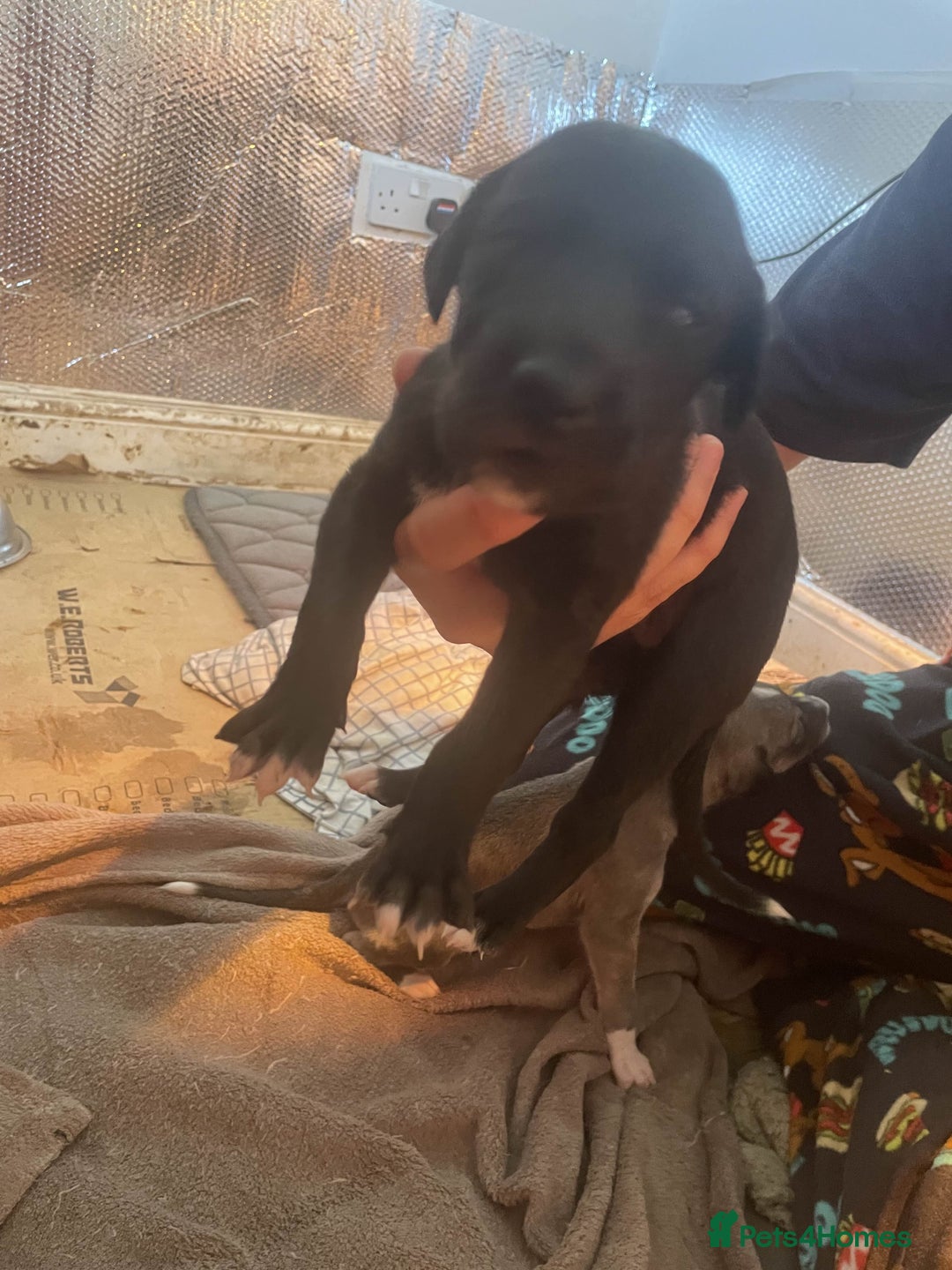 Greyhound dogs for sale: Greyhound Puppies - Image 4
