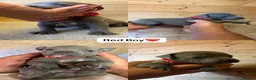 Staffordshire Bull Terrier dogs for sale:  Blue Staffordshire Bull Terrier Puppies Available - Advert 13