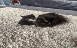 Domestic Shorthair cats for sale: Baby house cat kittens  - Image 8