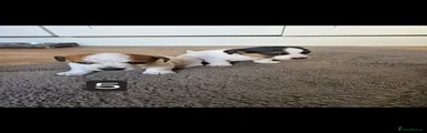 Jack Russell 5