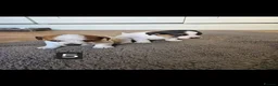 Jack Russell dogs for sale: Pure jackrussell puppies  - Advert 6