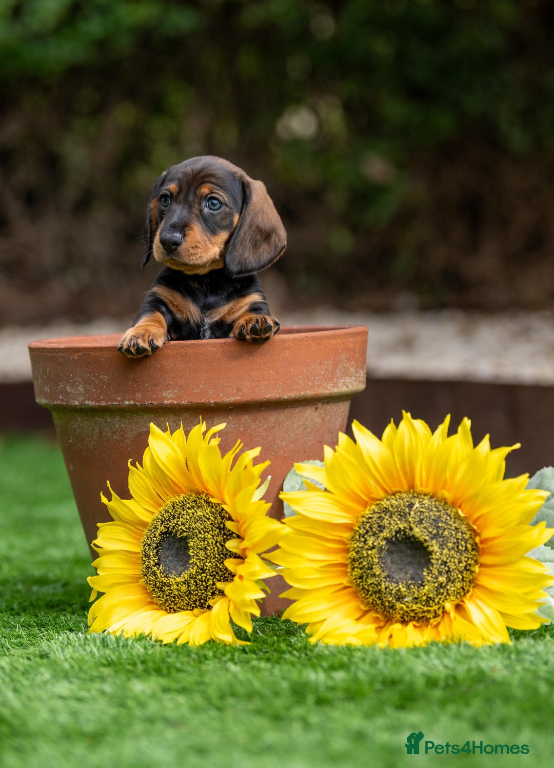 Miniature Dachshund dogs for sale: x3 stunning miniature Dachshunds boys - Image 5