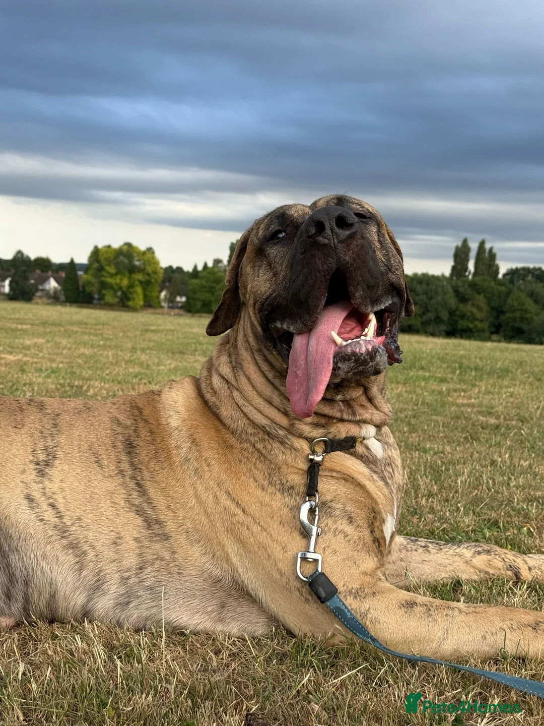 Canaries birds for sale: Kane looking for girlfriend - Advert 5