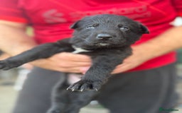 German Shepherd dogs for sale: German shepherd puppies  - Image 14