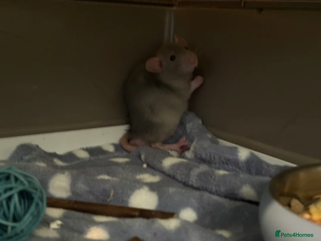 Rat rodents for sale: 2 male dumbo rats in Ludlow - Advert 2