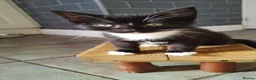 Mixed Breed cats for sale: 4 tuxedo black/white cuties looking for a home - Advert 16