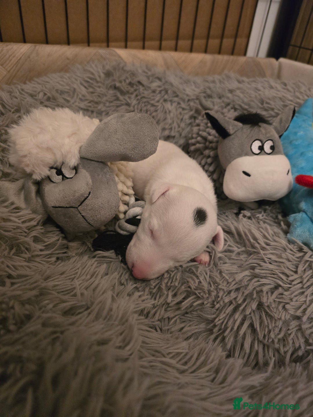 Miniature Bull terrier dogs for sale: Miniature Bull Terrier  - Image 6