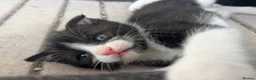 Scottish Fold cats for sale: Scottish Fold Mix Kitten  - Advert 31