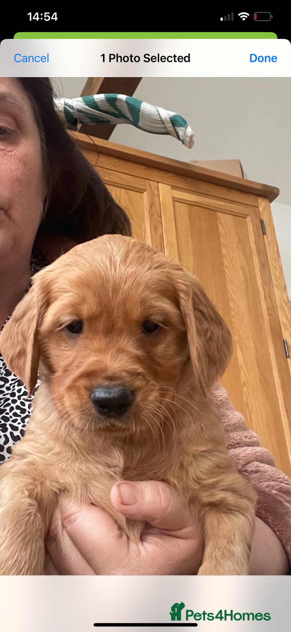 Golden Retriever dogs for sale: Beautiful, KC registered  Golden Retriever puppies - Advert 5