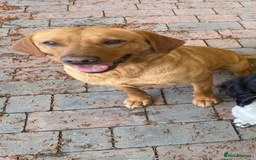 Labrador Retriever dogs for sale: Red fox labradors - Image 10