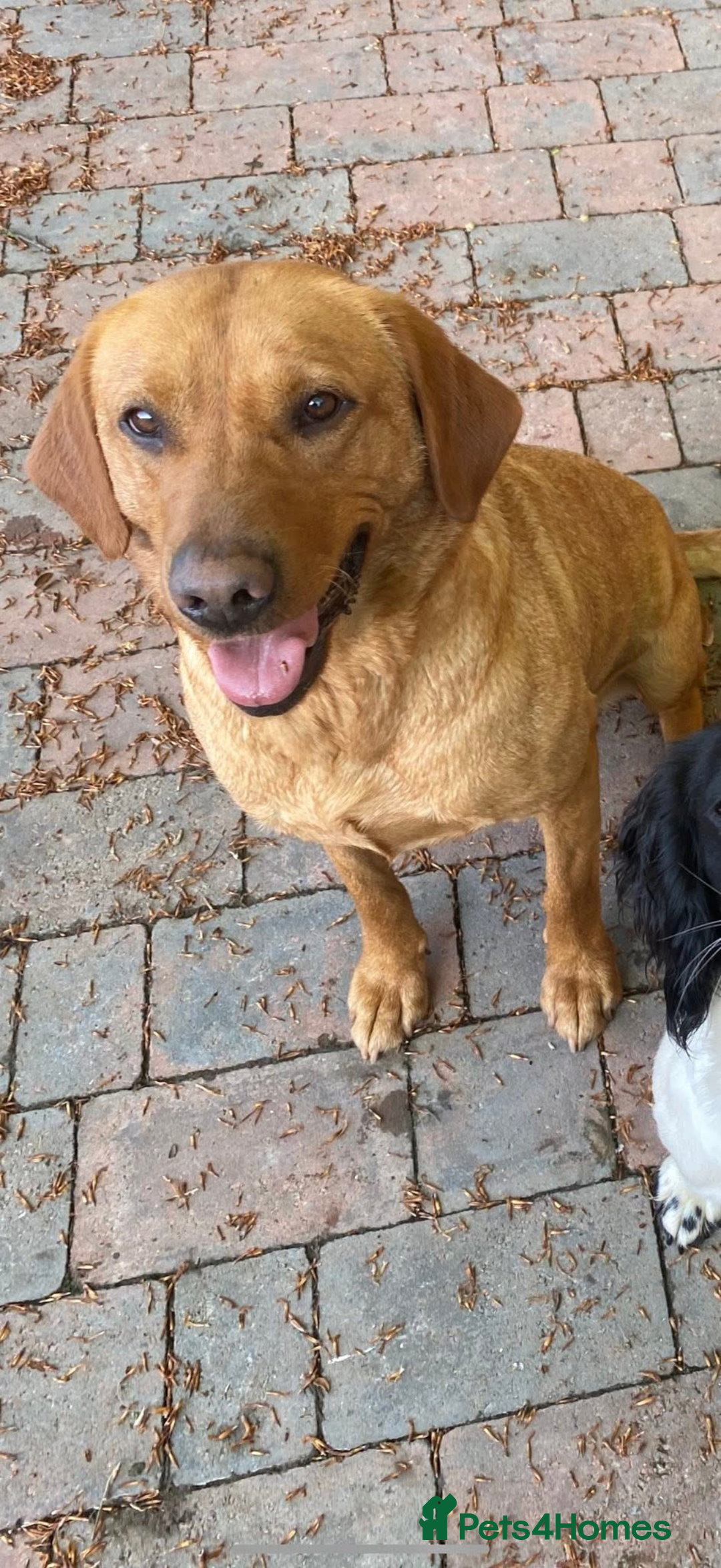 Labrador Retriever dogs for sale: Red fox labradors - Image 10