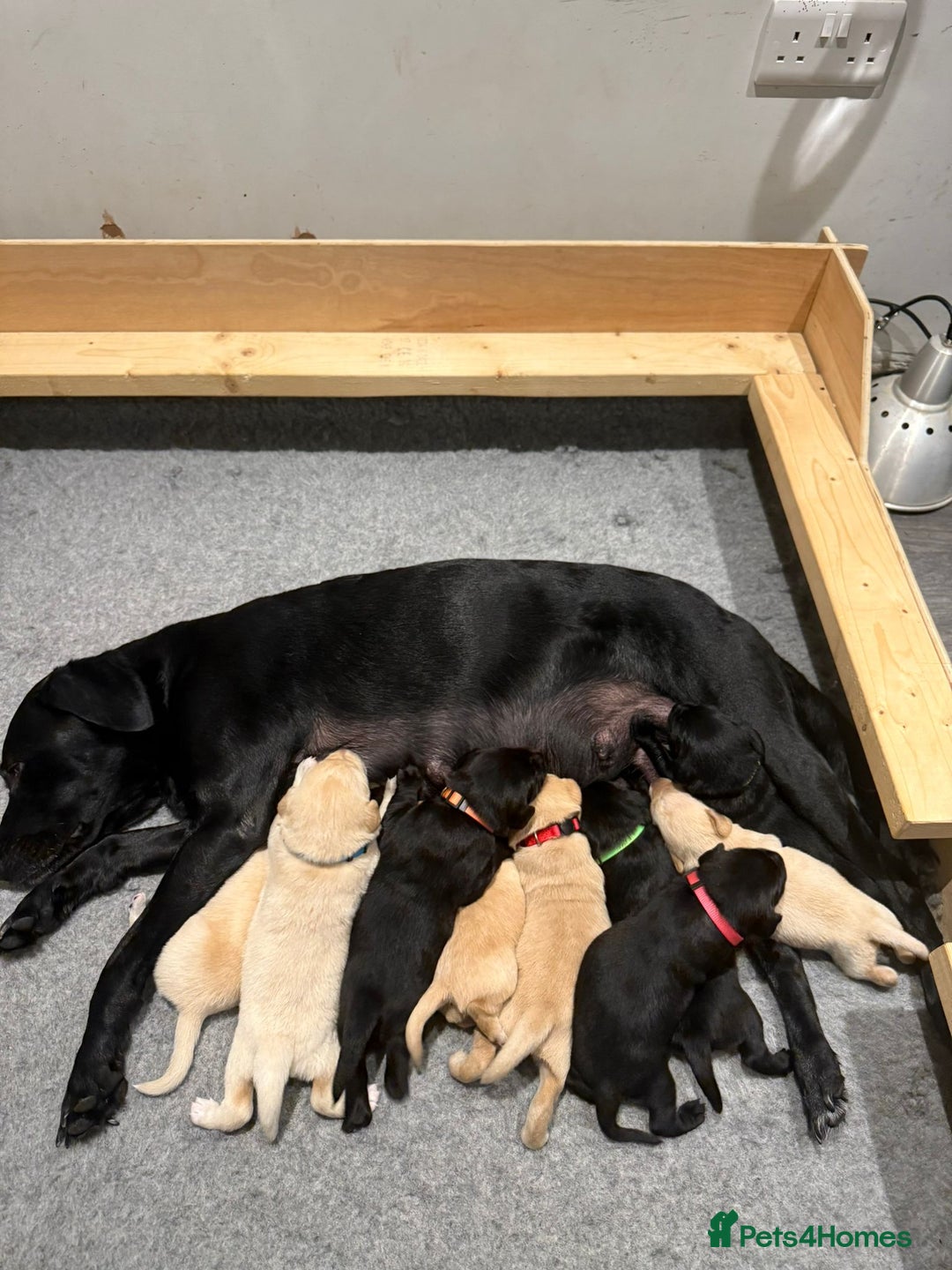Springador dogs for sale: 4 Male Labrador available - Advert 18