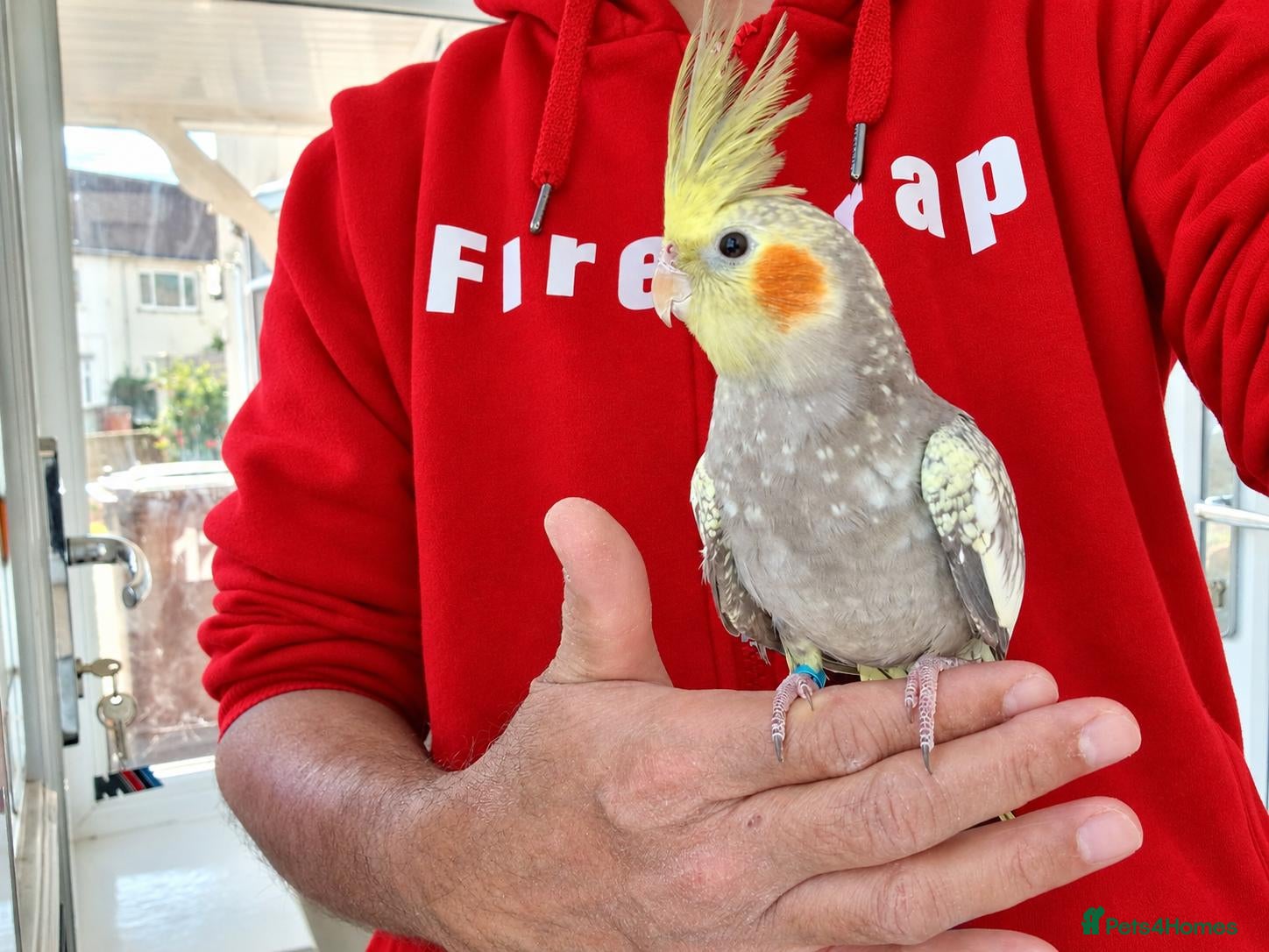 Cockatiels birds Super silly hand tamed baby cockatiel - Advert 4