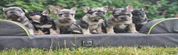 French Bulldog dogs for stud: HEALTH TESTED BLUE MERLE & TAN STUD CARRYING COCOA in Boston - Advert 13
