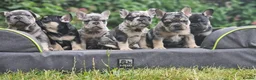 French Bulldog dogs for stud: HEALTH TESTED BLUE MERLE & TAN STUD CARRYING COCOA in Boston - Advert 13
