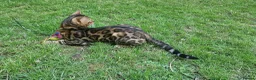 Bengal cats for stud: Bengal cat for stud, Fabio. - Advert 3