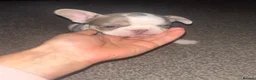 French Bulldog dogs for sale: Beautiful french bulldogs - Advert 10