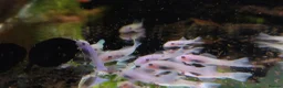 Plecos fish for sale: Snow White Bristlenose Short Fin Plecos - Advert 3
