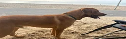 Labrador Retriever dogs for stud: Rocky Dog  in Bournemouth - Advert 3