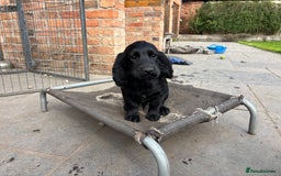 Cocker Spaniel dogs for sale: Beautiful Cocker Spaniel Puppies 🖤🧡 - Image 8
